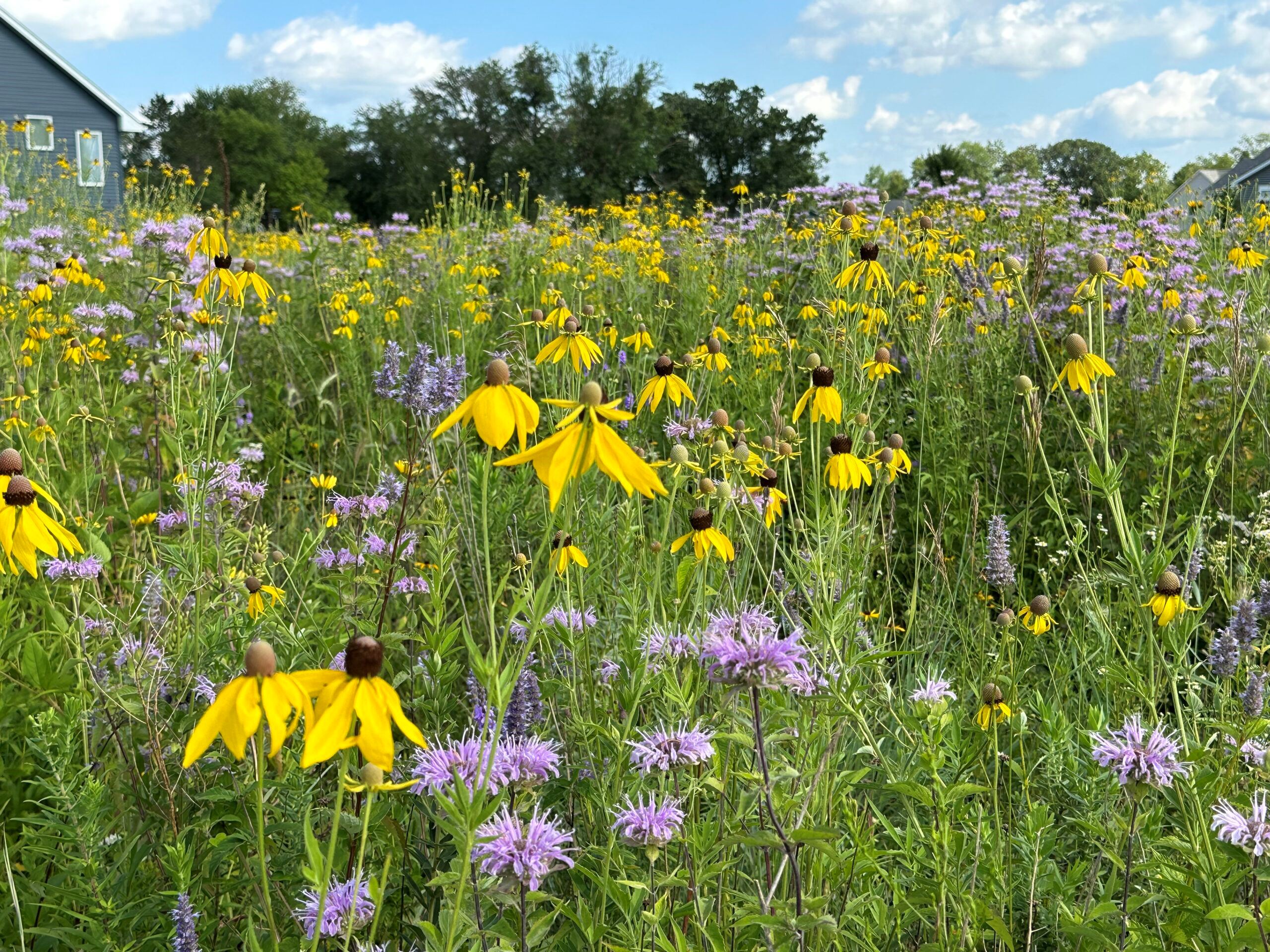 Ruth-Hilfiker-Backyard-Prairie-Wilderness-2023.jpg-scaled-1